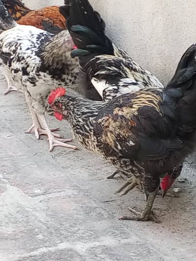 golden mishri male for sale