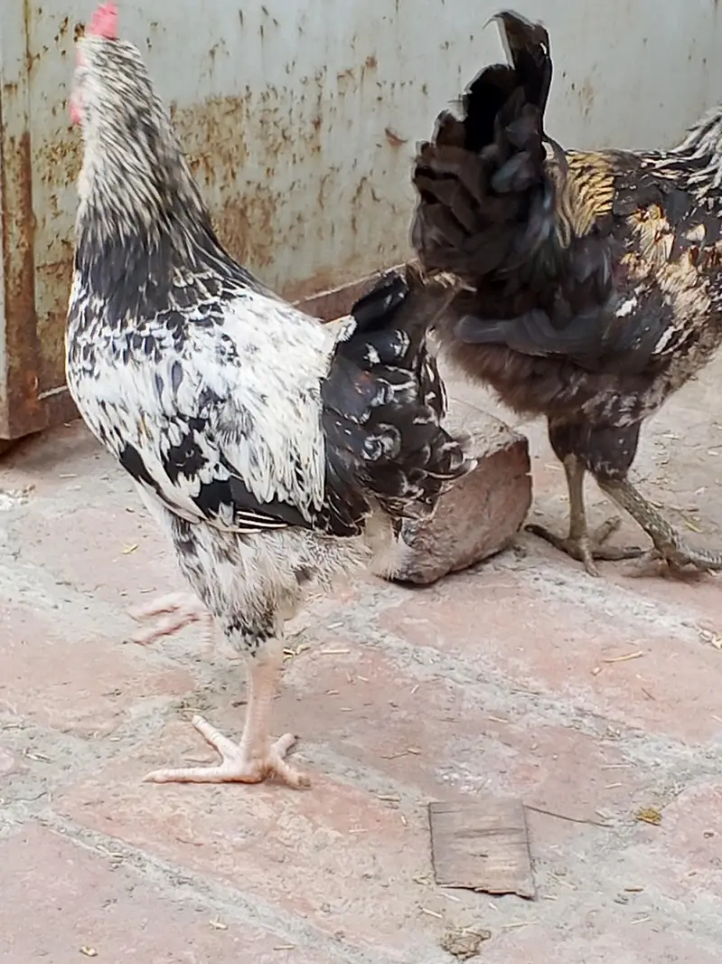 golden mishri male for sale — photo 2