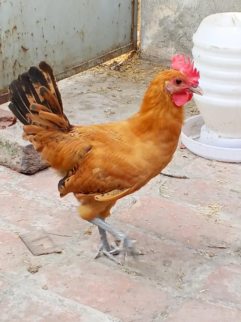golden mishri male for sale — photo 3