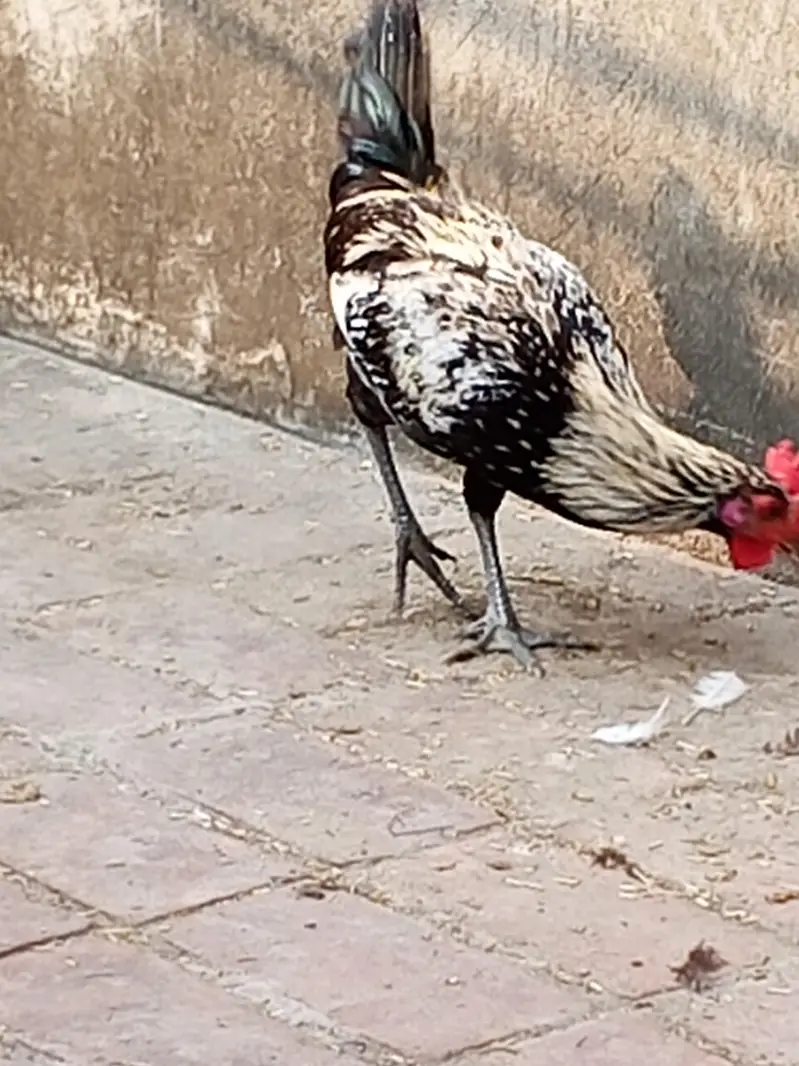 golden mishri male for sale — photo 4
