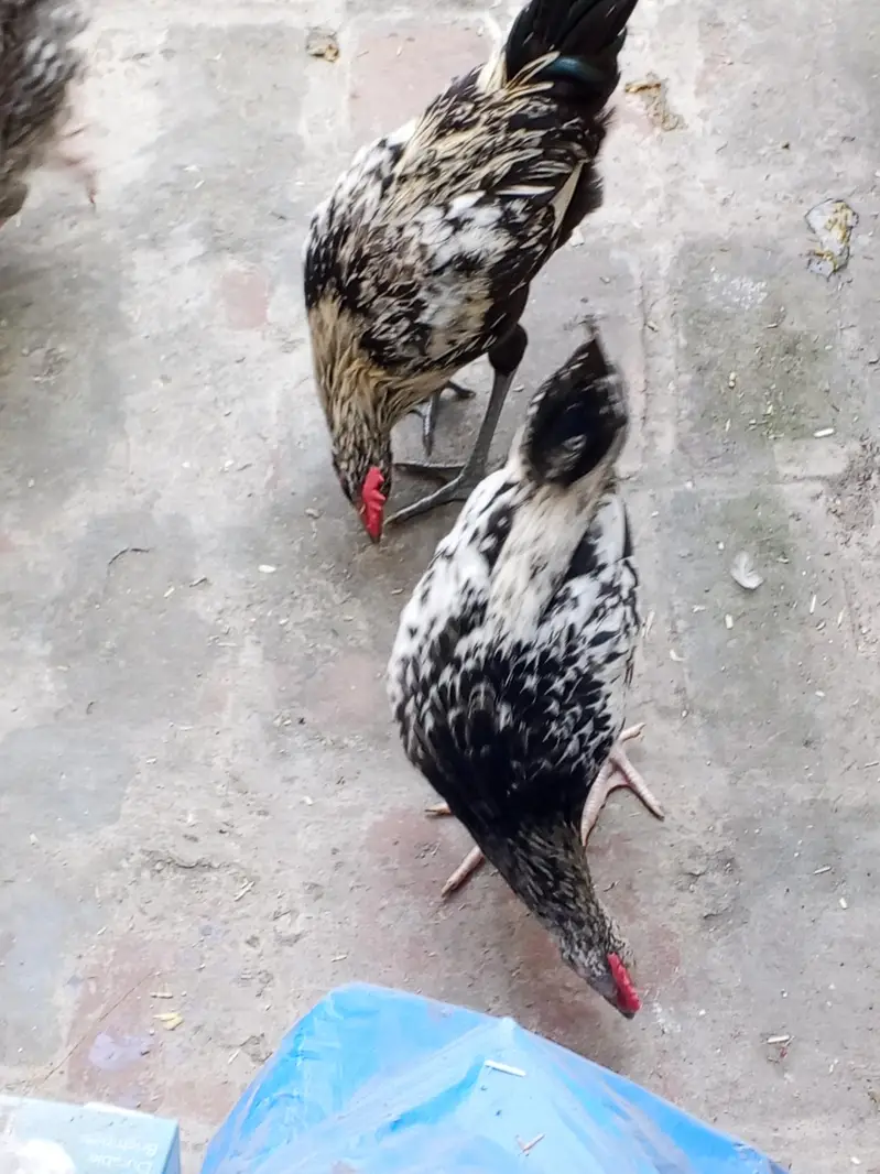 golden mishri male for sale — photo 6