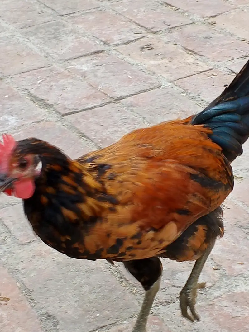 golden mishri male for sale — photo 7