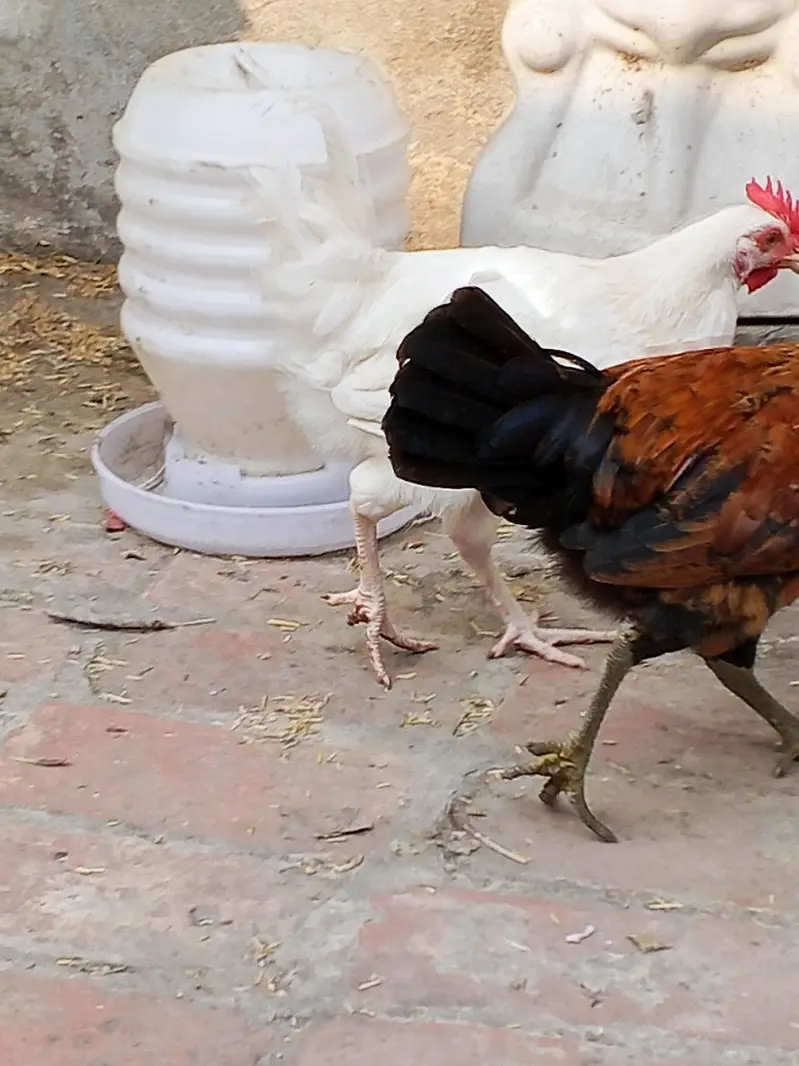 golden mishri male for sale — photo 8
