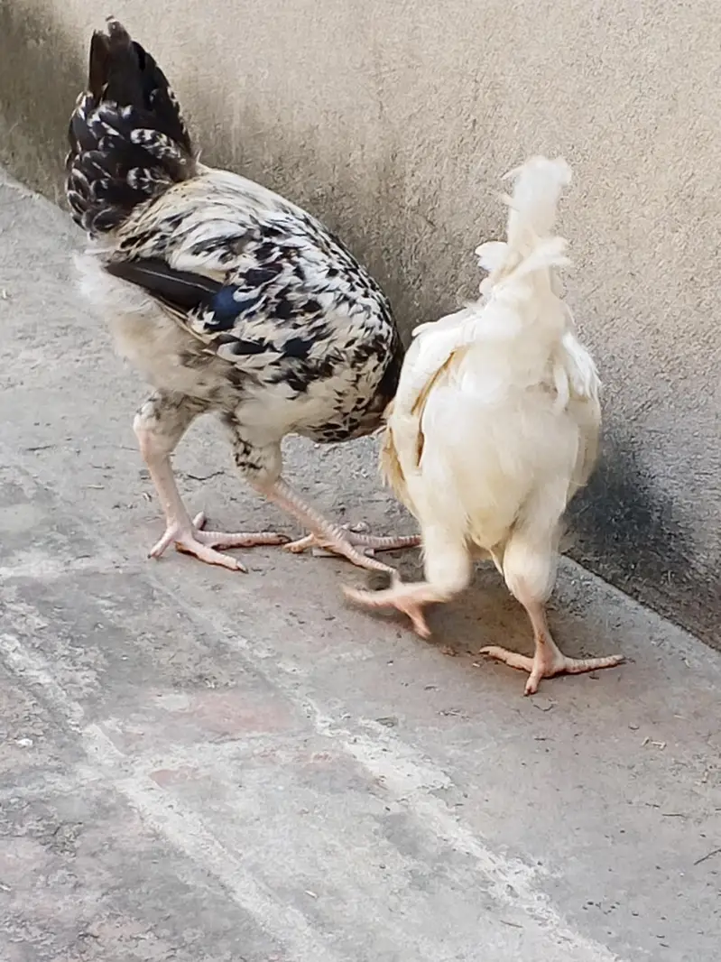 golden mishri male for sale — photo 10