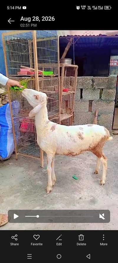 beautiful dumbha for sale