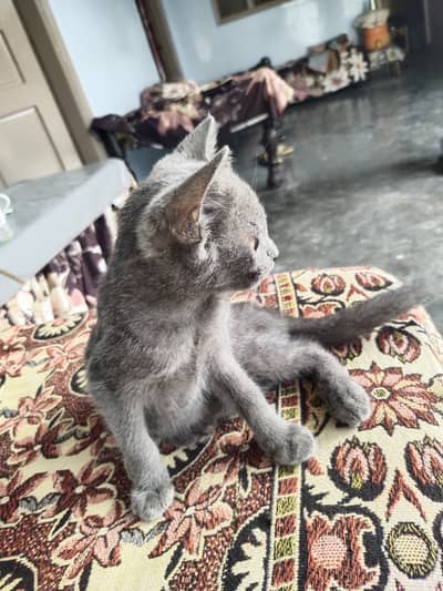 Grey percian baby