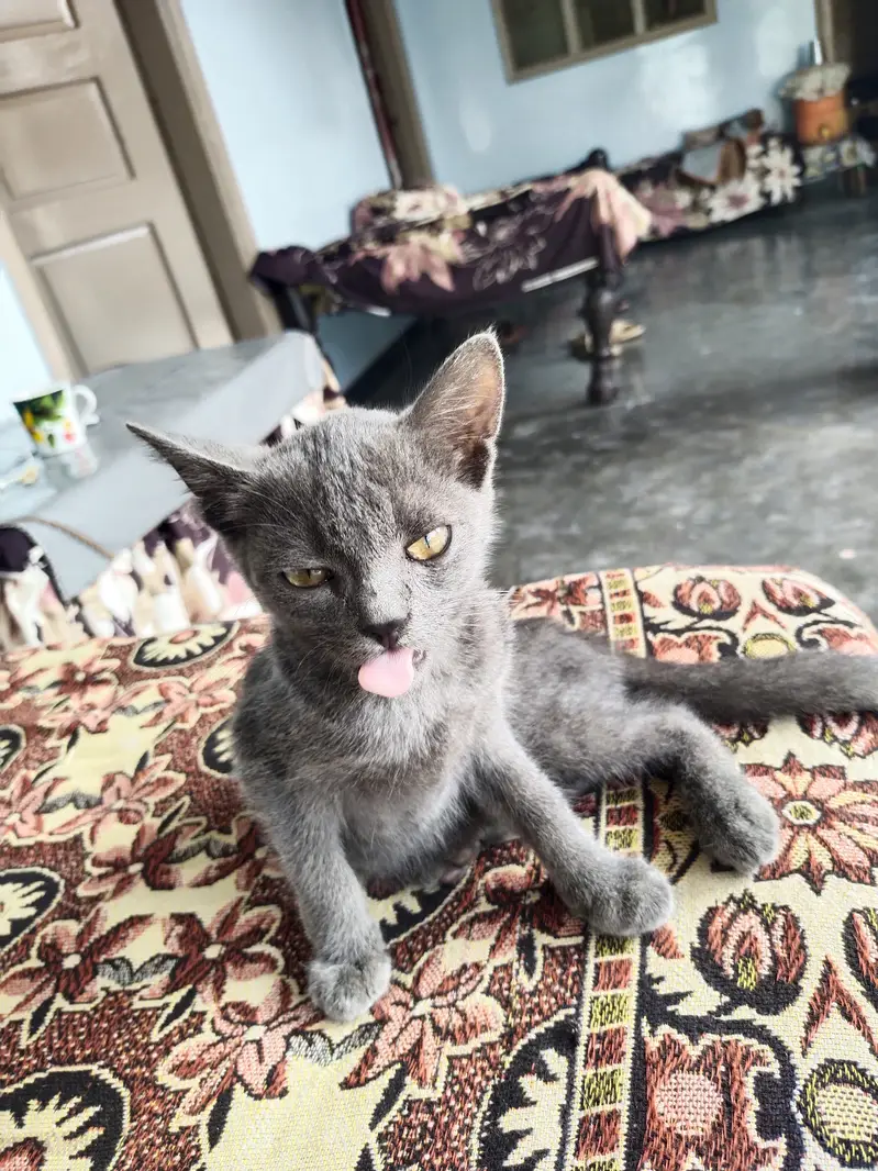 Grey percian baby — photo 2