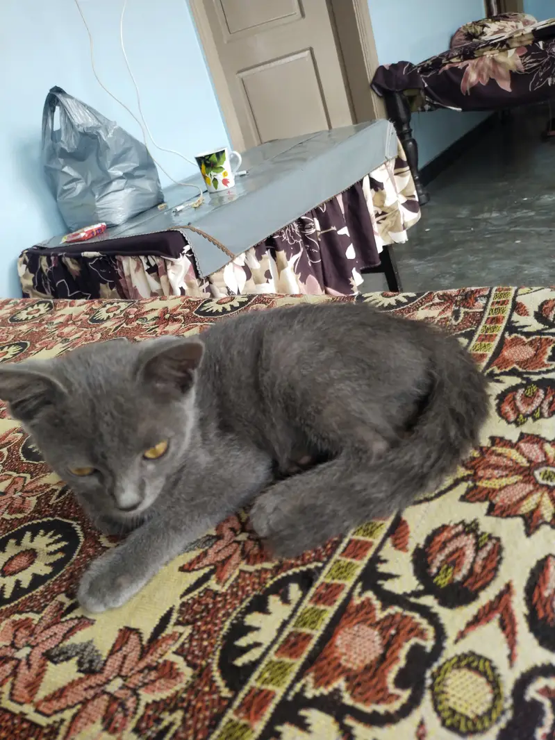 Grey percian baby — photo 3