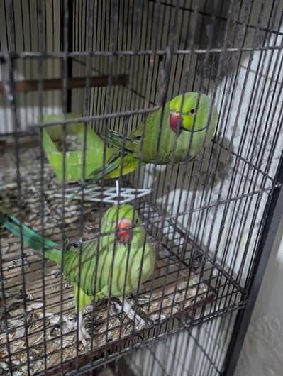 parrot for sale