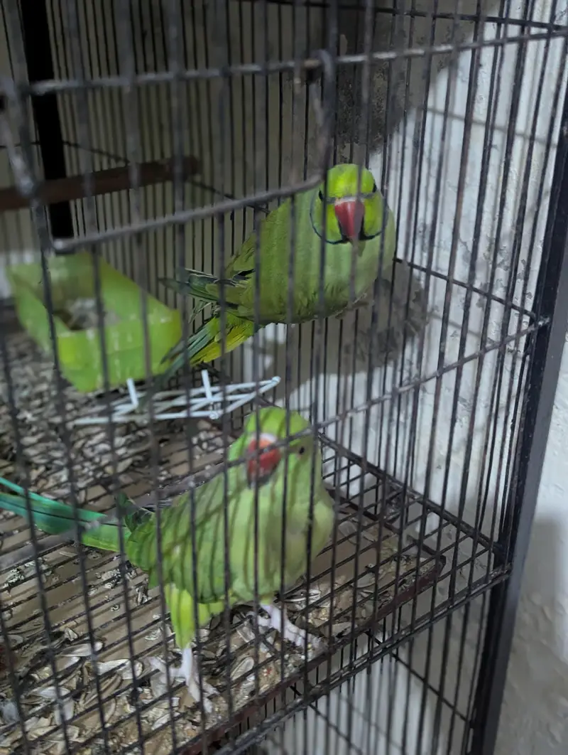 parrot for sale — photo 4