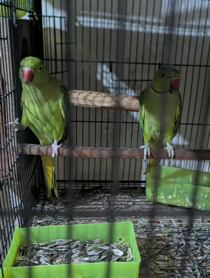 parrot for sale — photo 5