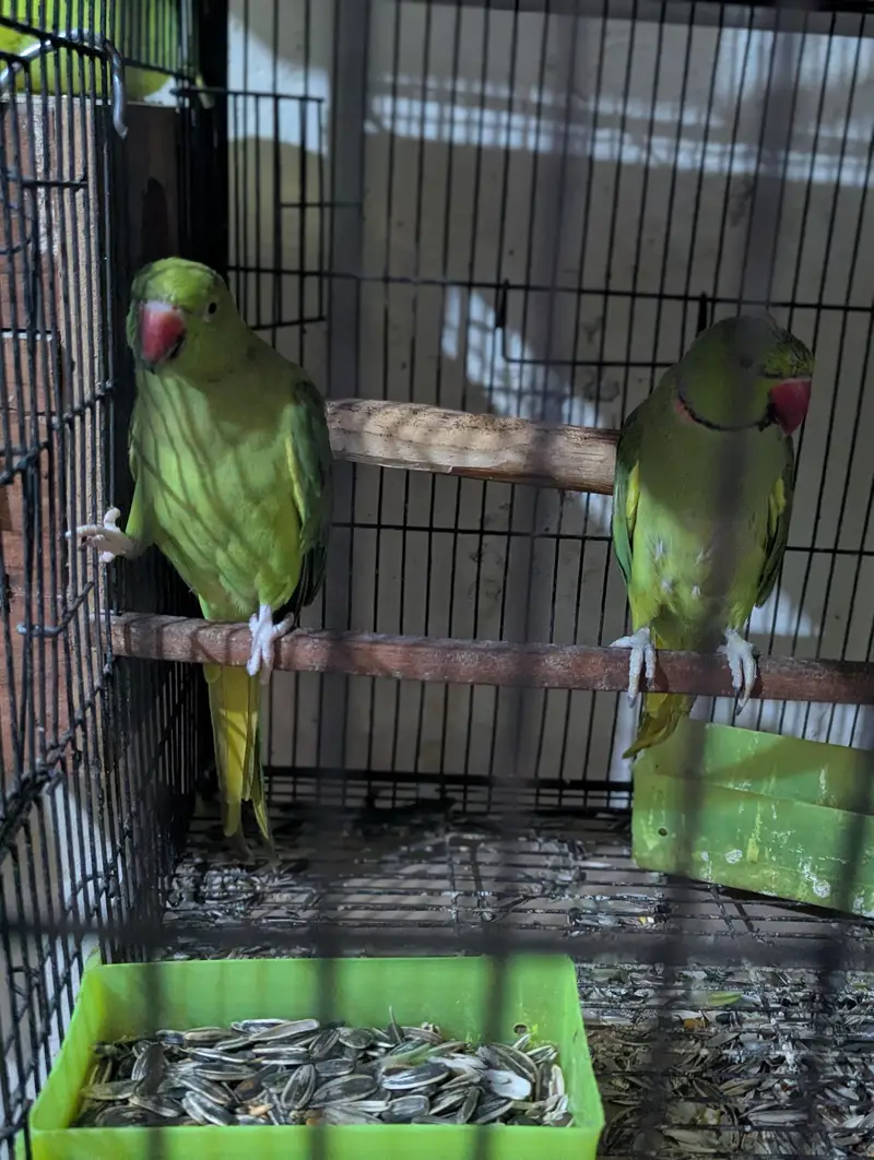 parrot for sale — photo 6