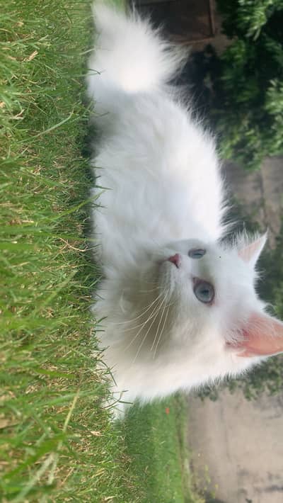 Persian