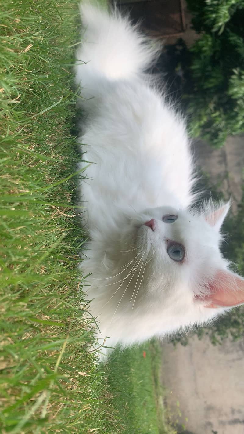 Pure White Persian Cat | Triple Coat | available for sale| 2