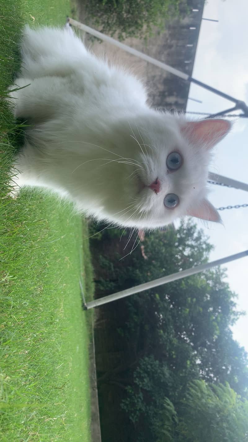 Pure White Persian Cat | Triple Coat | available for sale| 4