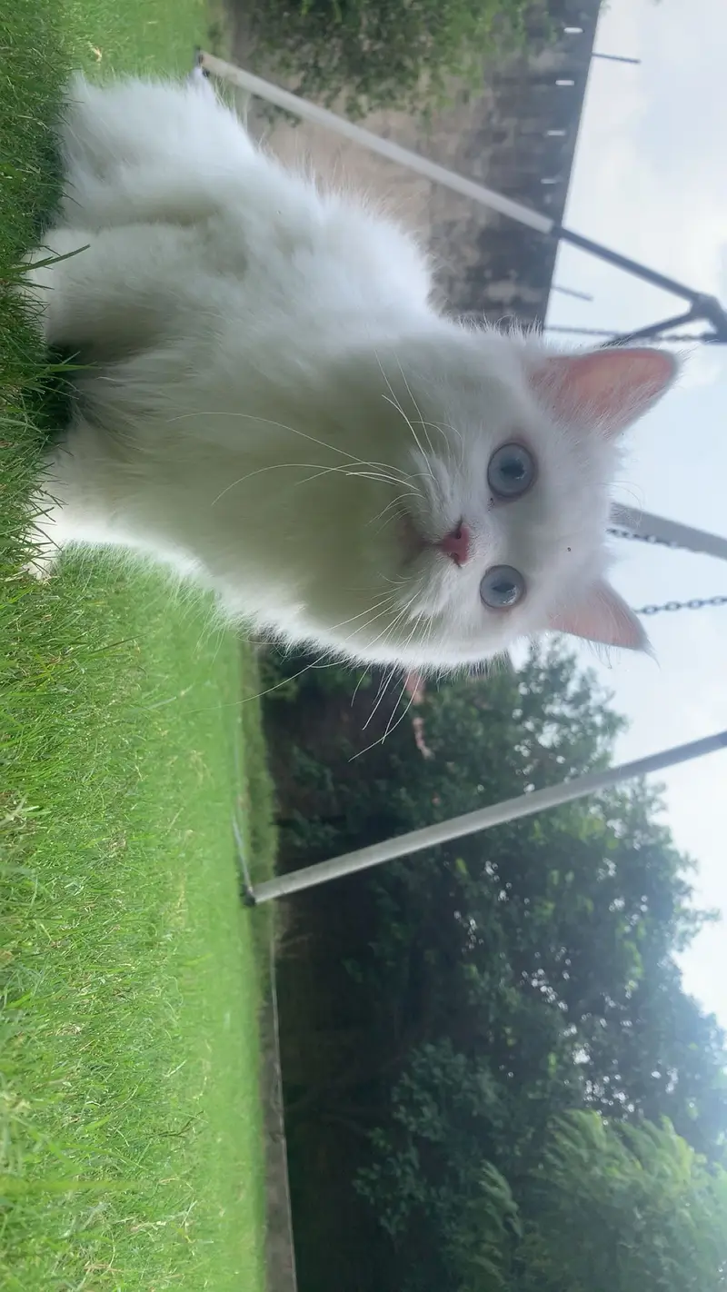 Pure White Persian Cat | Triple Coat | available for sale| — photo 5