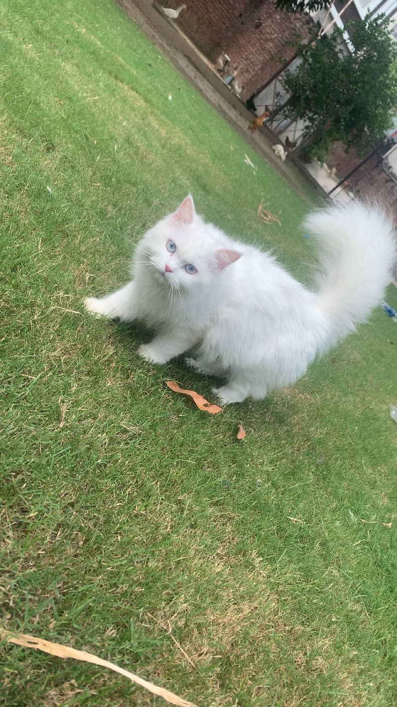 Pure White Persian Cat | Triple Coat | available for sale| 5