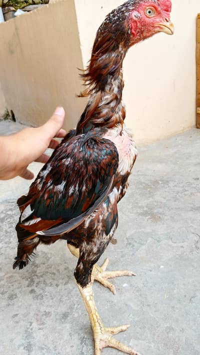 Pure Aseel Rooster for Sale – Healthy & Strong