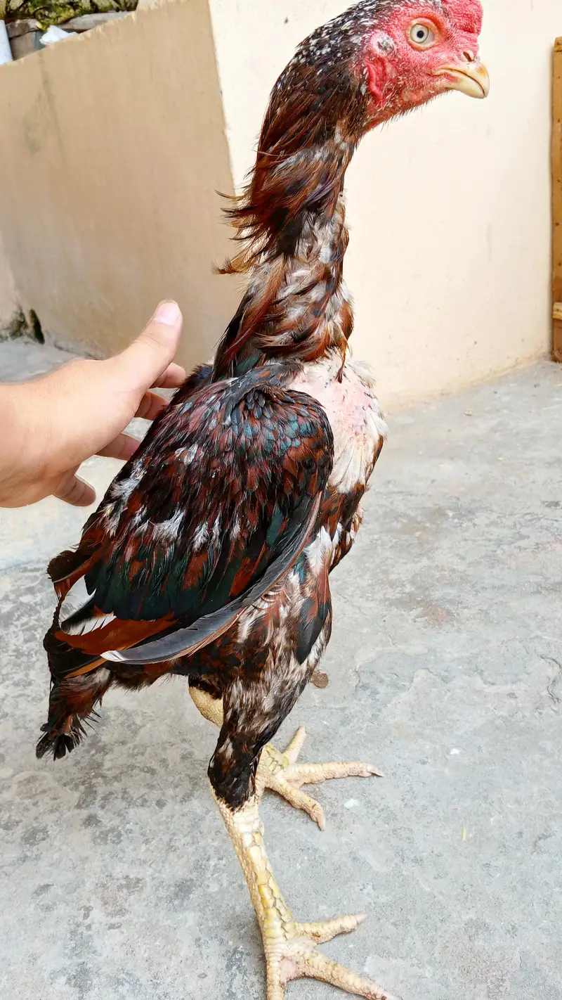 Pure Aseel Rooster for Sale – Healthy & Strong