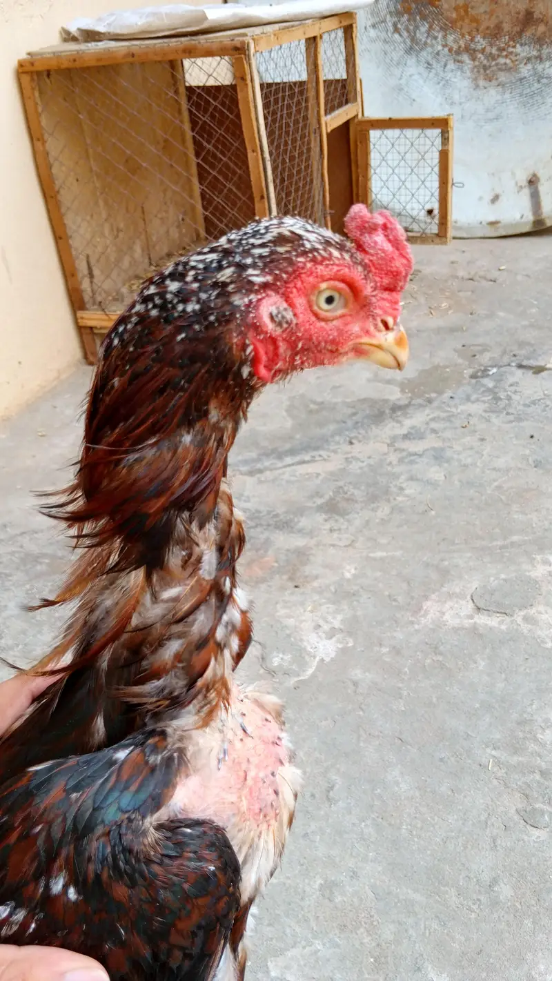 Pure Aseel Rooster for Sale – Healthy & Strong — photo 4