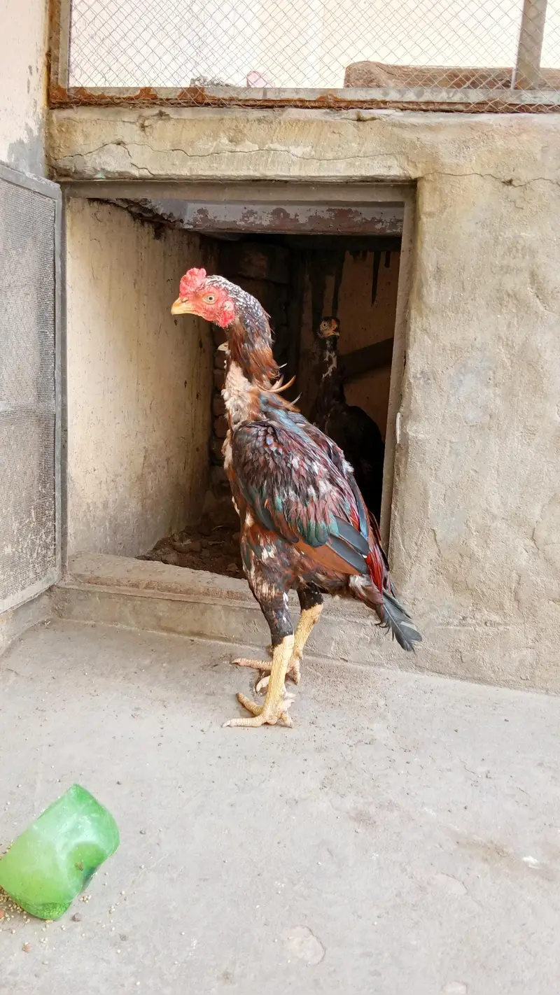 Pure Aseel Rooster for Sale – Healthy & Strong — photo 5
