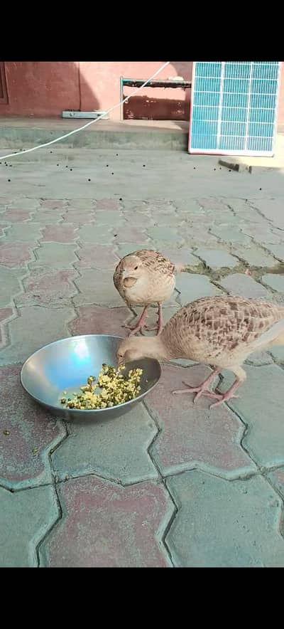 Irani pair with 1 chick