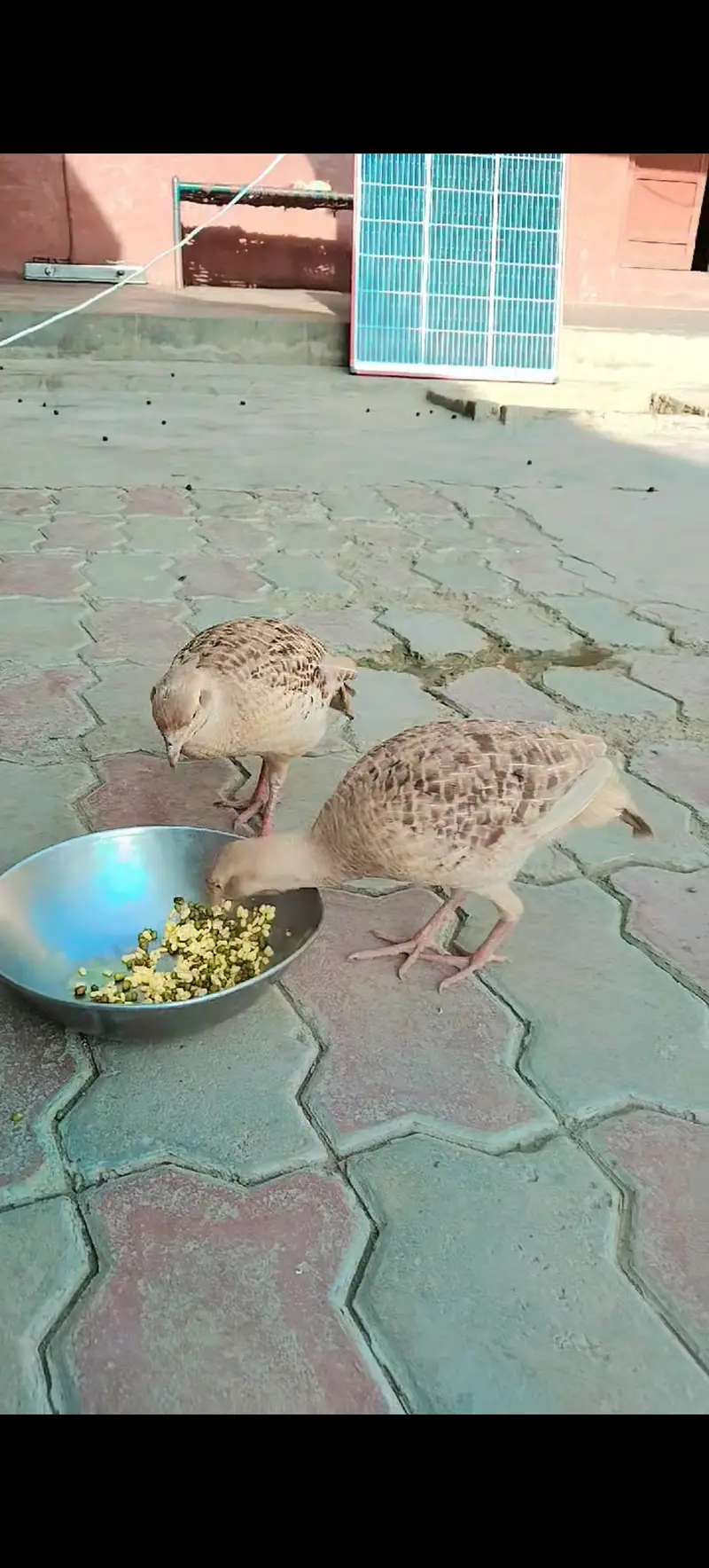 Irani pair with 1 chick — photo 2