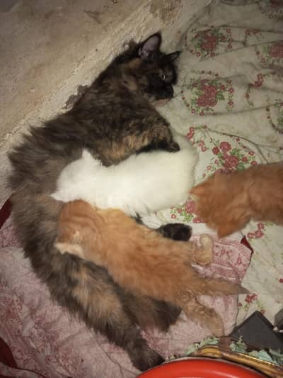 Persian  cat with kittens