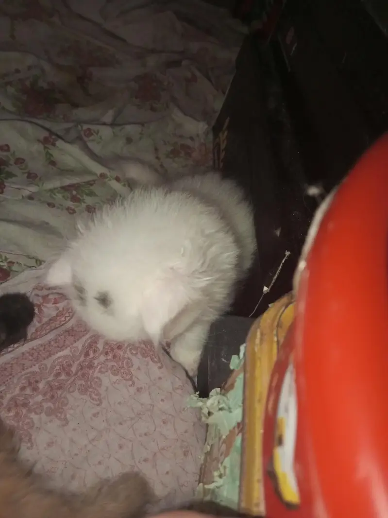 Persian  cat with kittens — photo 2