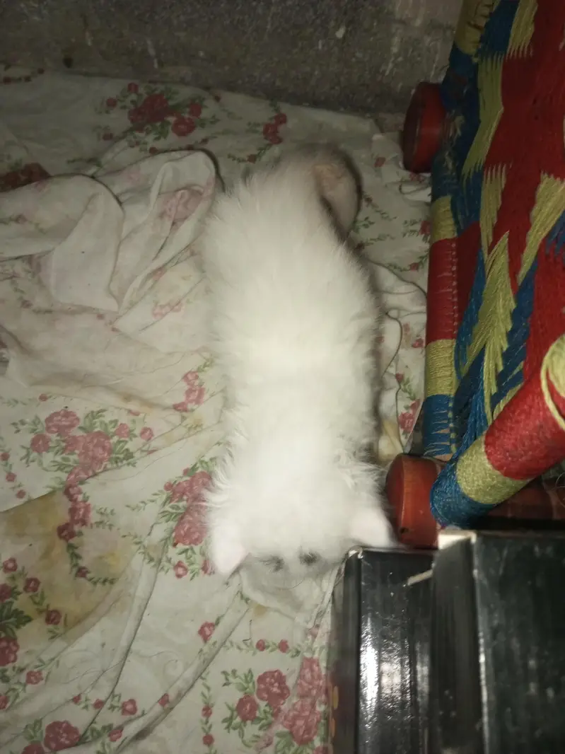 Persian  cat with kittens — photo 3
