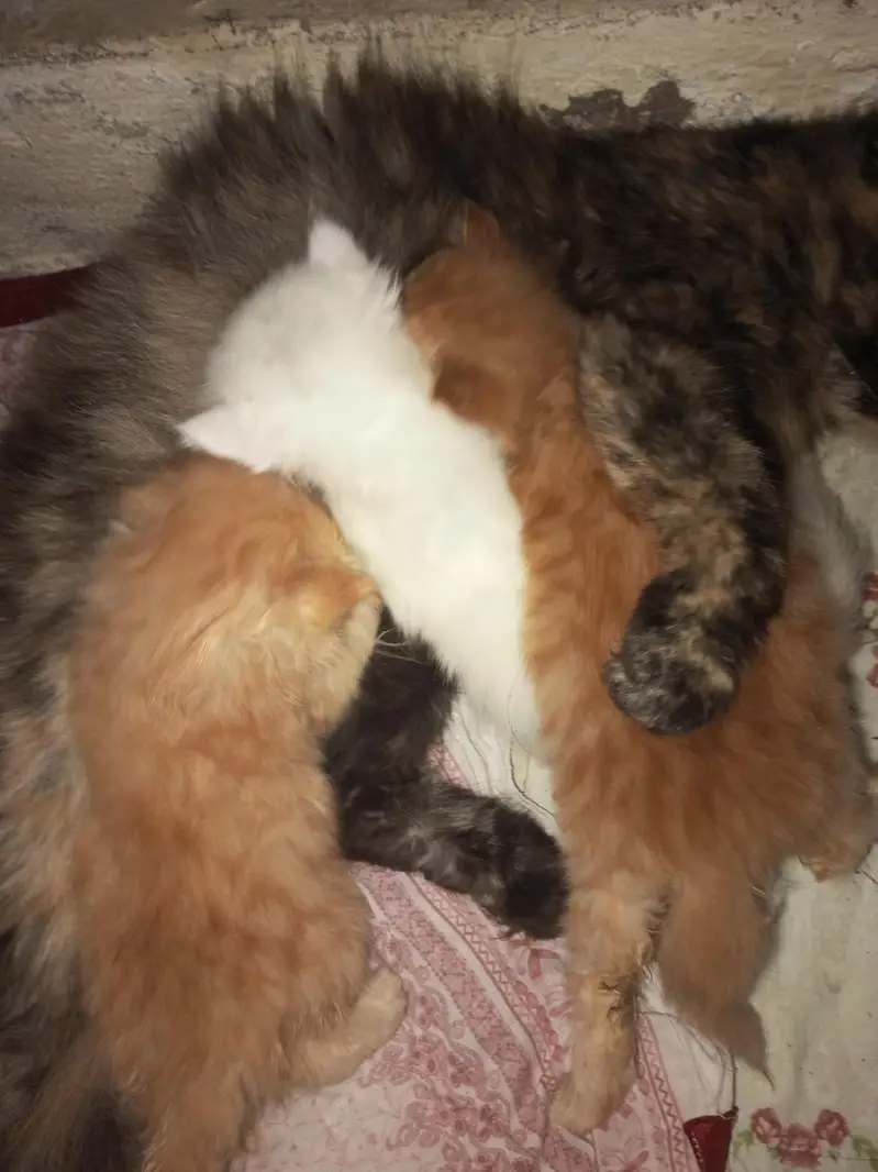 Persian  cat with kittens — photo 4