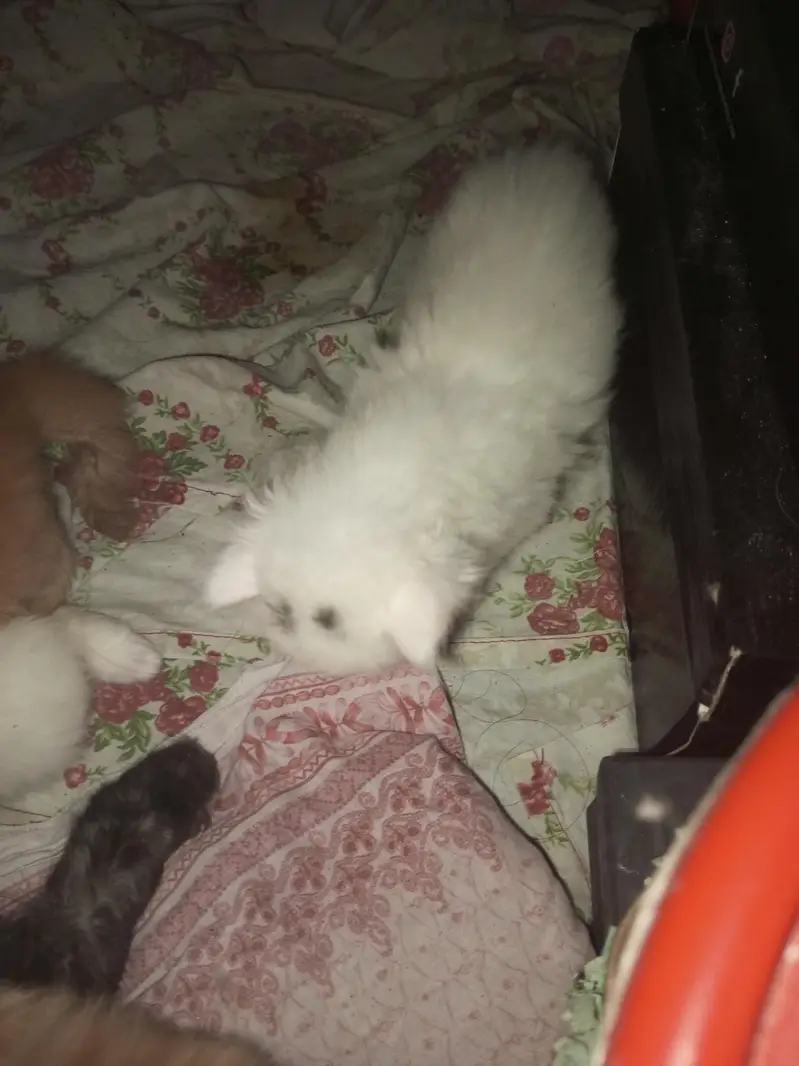 Persian  cat with kittens — photo 5