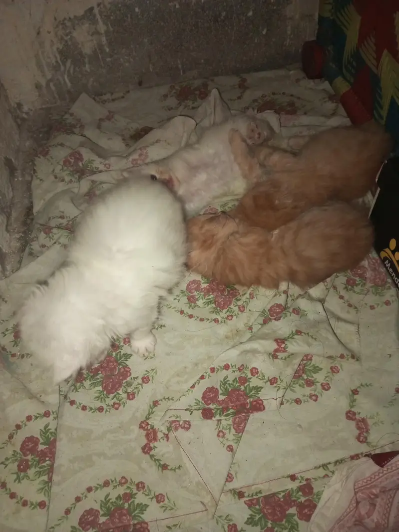 Persian  cat with kittens — photo 6