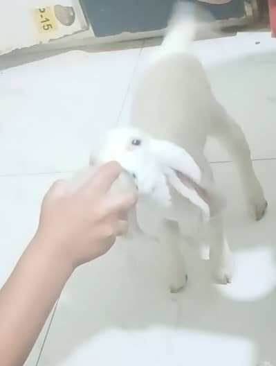1.5 months old baby sheep
