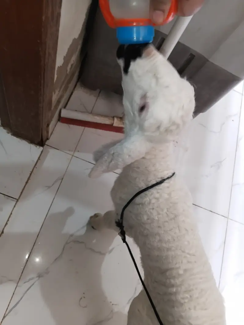 1.5 months old baby sheep — photo 2