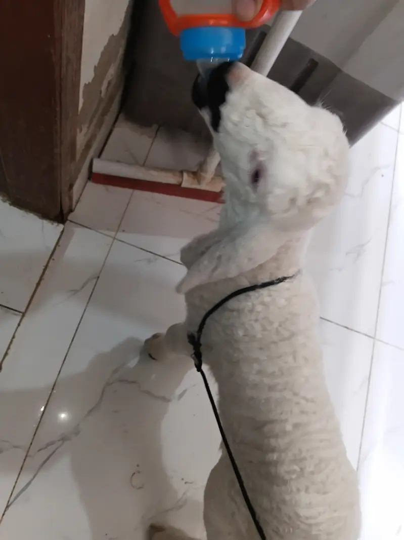 1.5 months old baby sheep — photo 3