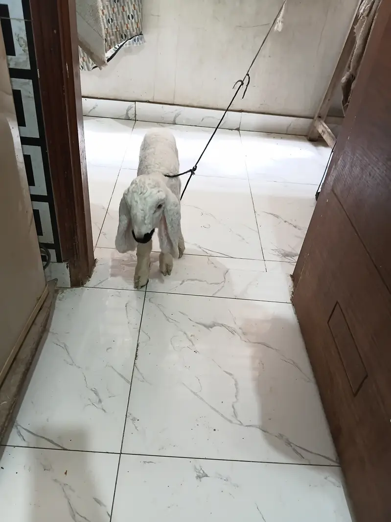 1.5 months old baby sheep — photo 4
