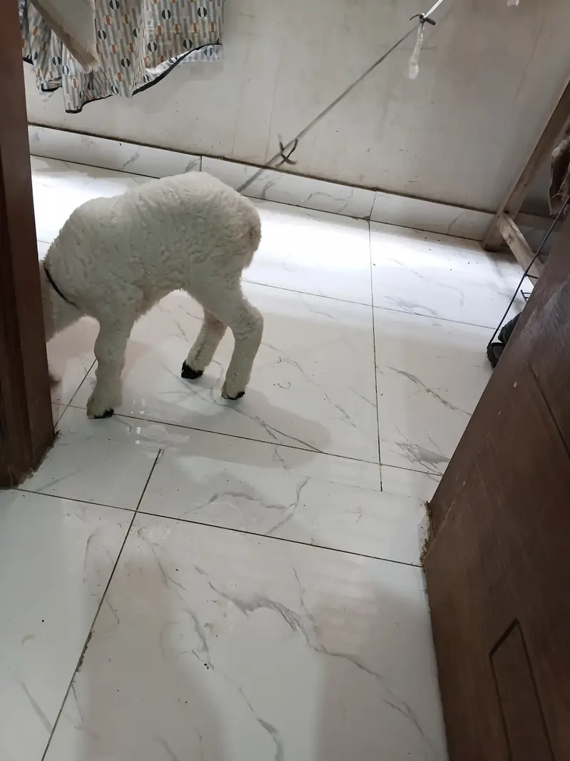 1.5 months old baby sheep — photo 5