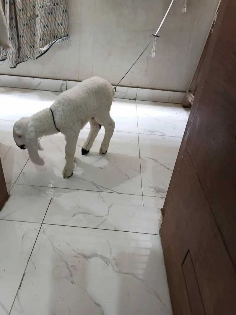 1.5 months old baby sheep — photo 6