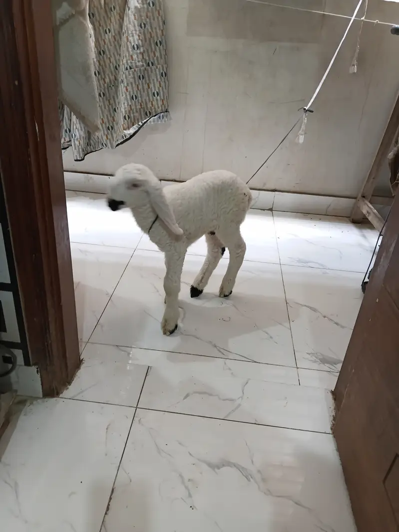 1.5 months old baby sheep — photo 7