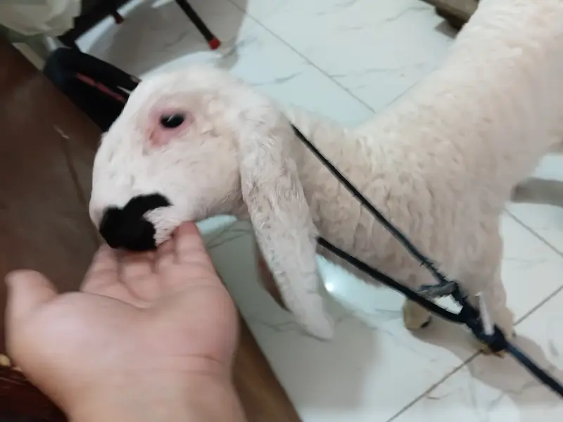 1.5 months old baby sheep — photo 8