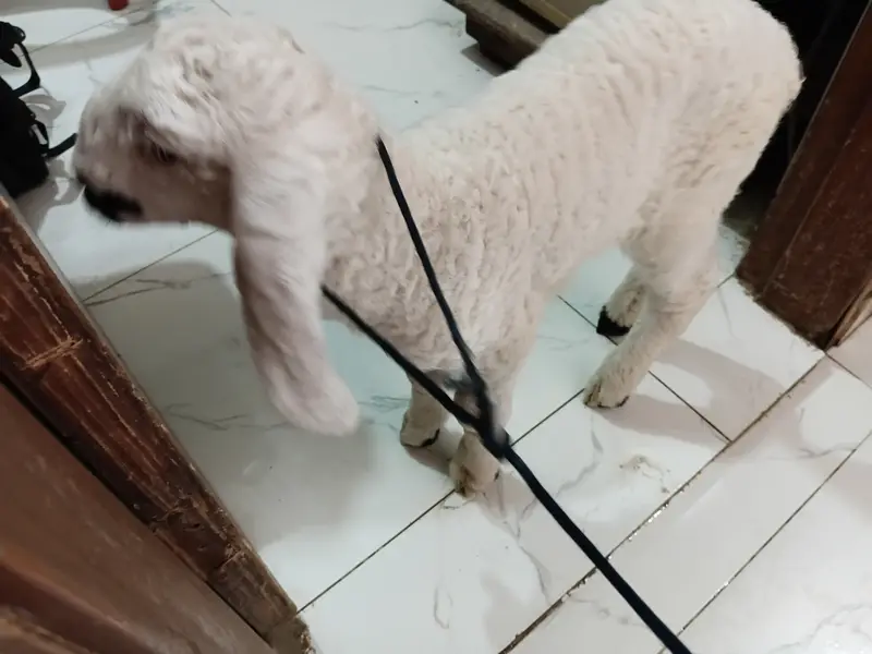 1.5 months old baby sheep — photo 9