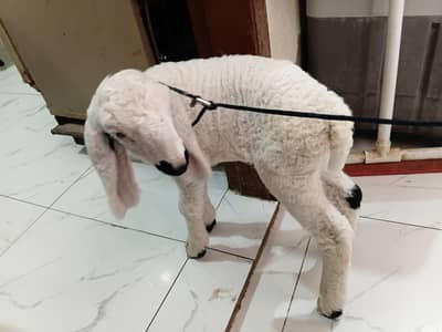 3 months old baby sheep