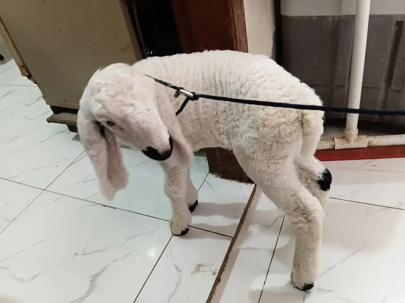 1.5 months old baby sheep — photo 10