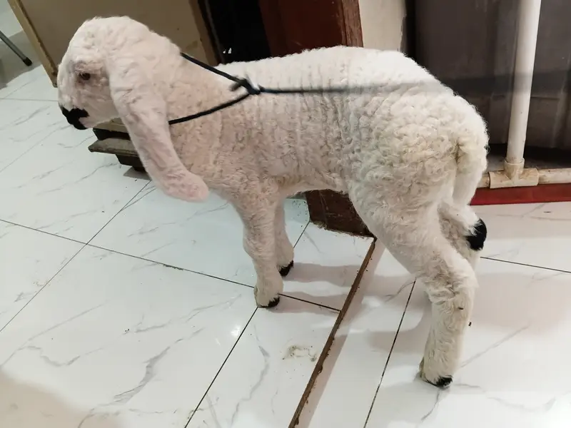 1.5 months old baby sheep — photo 11