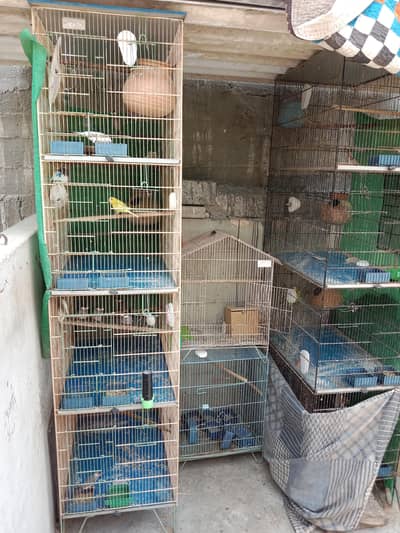 4 khano ke 2 cage han
