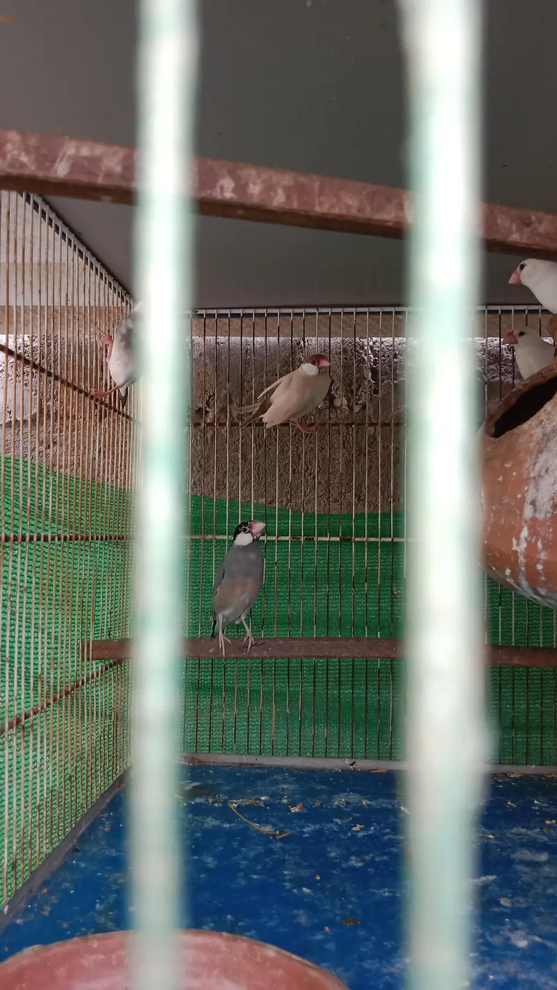 4 khano ke 2 cage han — photo 2