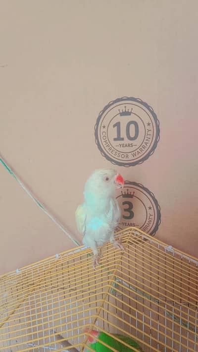 cremeno ringnack ND yellow ringnack for sale