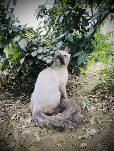 Siamese blue eyes cat