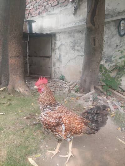 Healthy Desi Murga